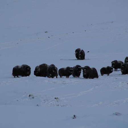 Furuhaugli Fjellhytter Vålåsjø Kültér fotó