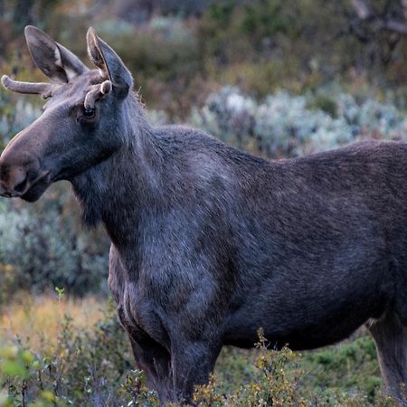 Furuhaugli Fjellhytter Vålåsjø Kültér fotó