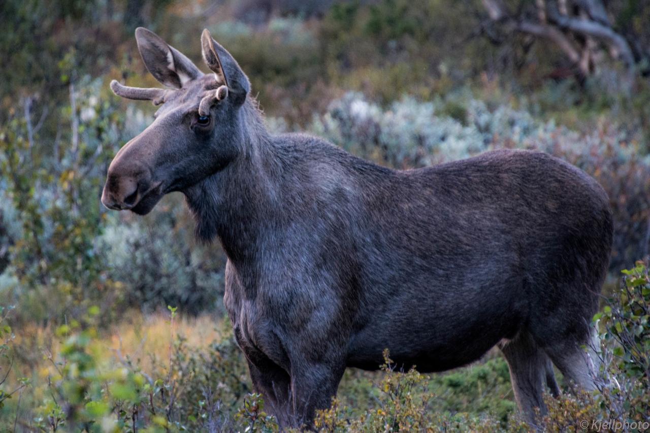 Furuhaugli Fjellhytter Vålåsjø Kültér fotó